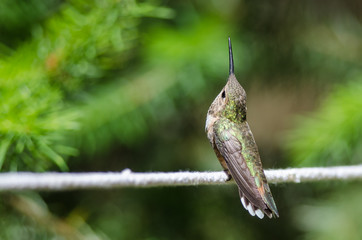 Rufous Hummingbird Perched on a Piece of White Clothesline