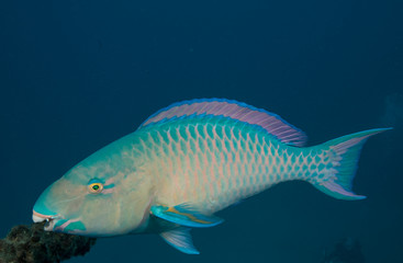 Parrotfish showing teeth