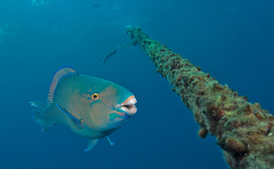 Parrotfish about to eat algae