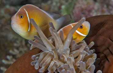 Two clownfish in anemone