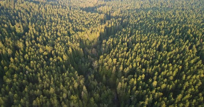 Aerial drone shot of pine forest and a small river during sunrise