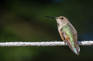 Rufous Hummingbird Perched on a Piece of White Clothesline