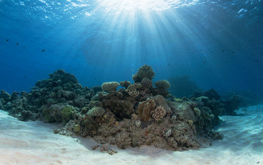 Fototapeta na wymiar Reef under the sun