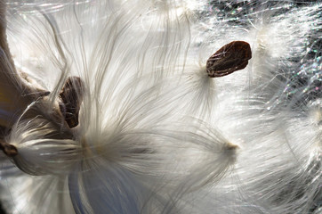 Nature Abstract: Elegant White Milkweed Fibers Presenting Their Seeds