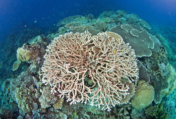 Naklejka na ściany i meble Healthy coral spread in Australia