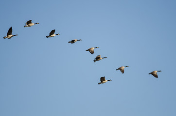 Flock of Canada Geese Flying in a Blue Sky