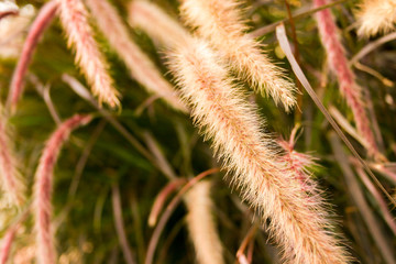 fuzzy ornamental fountain grass