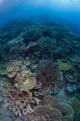 Naklejka na ściany i meble Healthy coral spread in Australia
