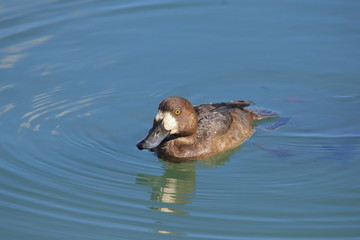 スズガモのメス　Greater Scaup	