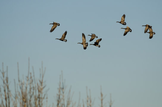 Flock of Canada Geese Flying Over the Wetlands