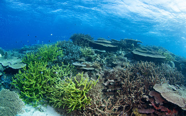 Pristine coral reef in Australia © The Ocean Agency