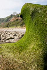 moss rock el matador beach california