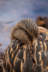 Beautiful duck portrait in a cold autumn day