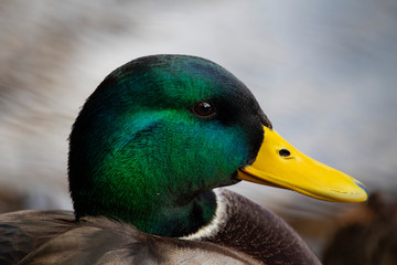 Beautiful duck portrait in a cold autumn day