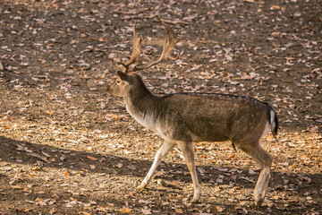Brown fallow deer buck with antlers walking in a game park, shadows, dry leaves on ground, sunny fall day