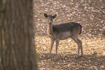 Curious young brown fallow deer female standing in a game park in a tree trunk shadow watching out, dry leaves on ground, sunny autumn day