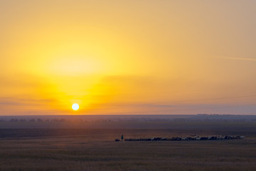 A flock of sheep grazes against a fiery yellow sunset.