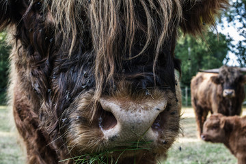 Long haired highland cattle family, grass eating bull taking care for cow and calf