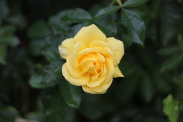 Yellow Rose