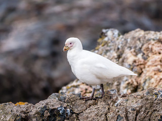 Portrait of snowy sheathbill, Chionis albus, standing on rocks of Hannah Point, Livingston Island, South Shetland Islands, Antarctica