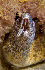 Moray eel shows teeth