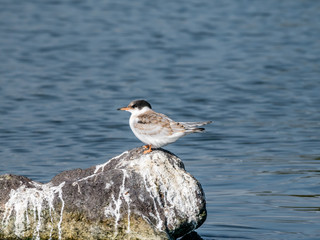 Common tern, Sterna hirundo, juvenile standing on rock in water, Netherlands