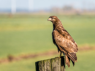Portrait of Buzzard, Buteo buteo, on wooden pole in farmland, Eempolder, Netherlands
