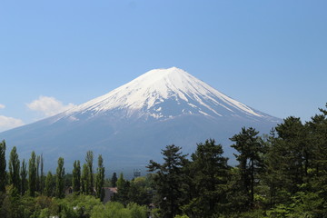 Fototapeta premium Mount Fuji With Trees