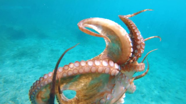 An octopus swimming and releasing the black ink