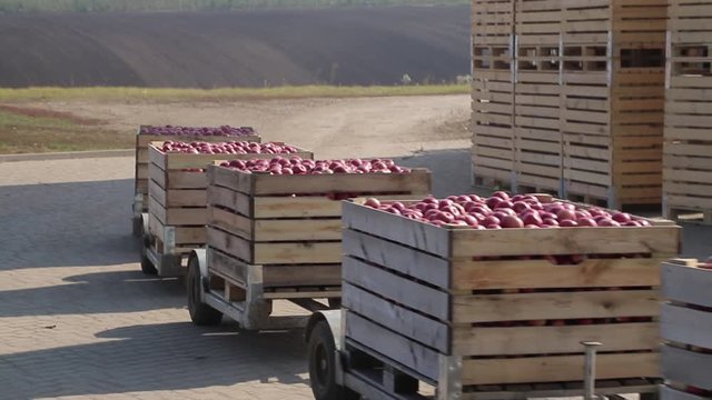Tractor transporting apples on trailers in the territory of warehouse. Apple harvest.