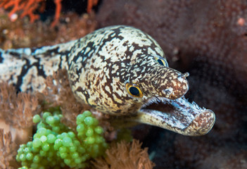Y-patterned Moray