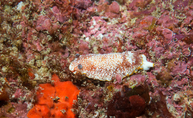 Nudibranch on coral