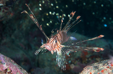 Lionfish hunting