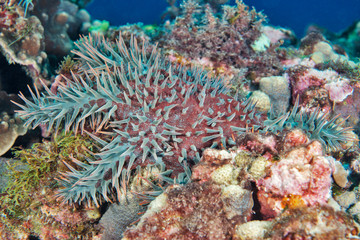 Crown-of-thorns starfish on reef
