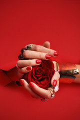 Czerwony manicure. Kobieta trzyma w dłoniach kwiat róży.