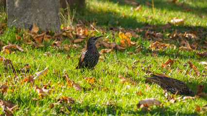 bird in the grass