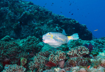 Yellow boxfish swimming