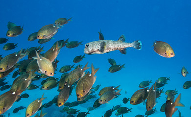 Porcupinefish in Damselfish school