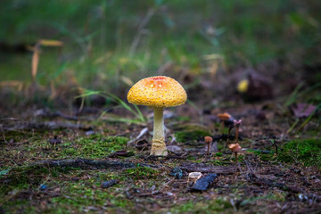 Forest Poisoning mushroom close up on ground