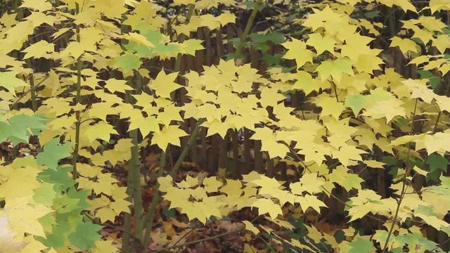 autumn colours and yellow leaves and trees
