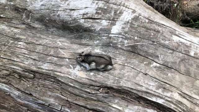 My Little Hamster Out In The Wild Video. Part 2 Of 10 Short Clips. Shot Using Iphone 8 Plus In 4k At 60fps Slowed Down to 30fps With No Color Gradding Or Correction Applied
