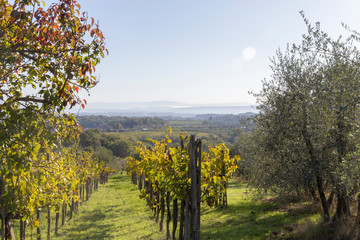 Fototapeta premium vineyard in autumn
