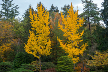yellow trees in autumn