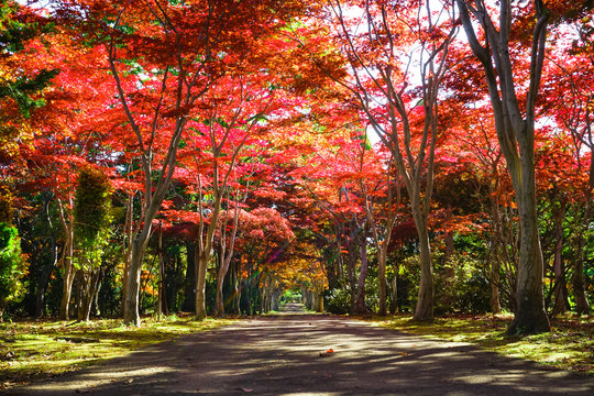  Autumn season colorful of leaves in Japan
