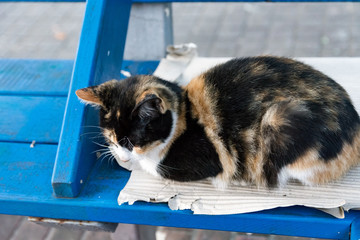街猫　野良猫