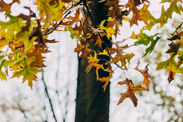 Close-up of vibrant green and yellow red oak leaves in hanging from an oak tree