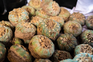 Peyote harvest cactus with mescaline inside it