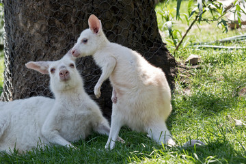 Obraz premium albino Western grey kangaroo