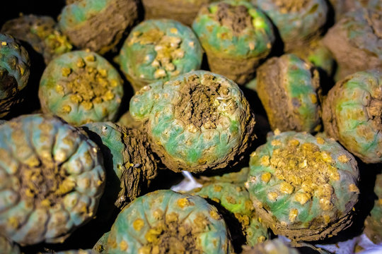 Peyote harvest cactus with mescaline inside it