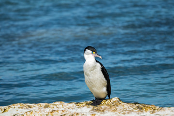 Pied shag in Kaikoura New Zealand on a rock